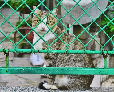 Fence animal cute zoo Photo