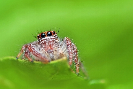 Foto Alam fotografi bunga satwa