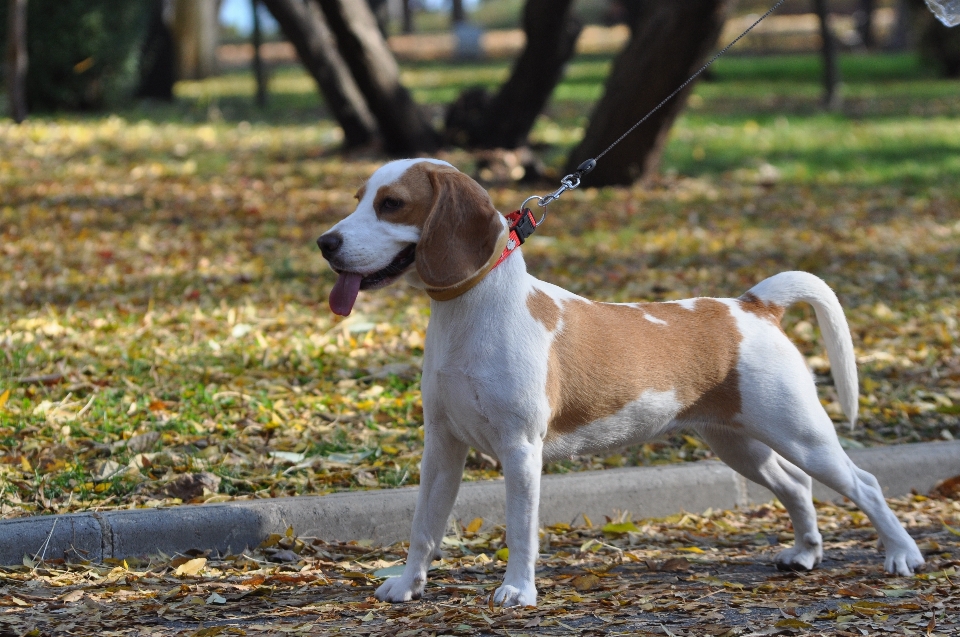 Fall puppy dog animal