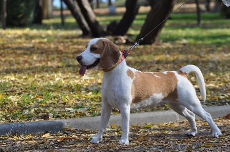 Fall puppy dog animal Photo