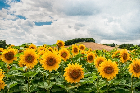 Landscape nature outdoor blossom Photo