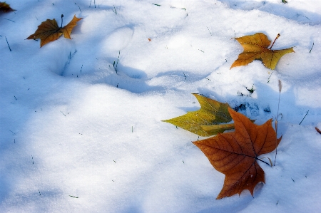 Tree nature branch snow Photo