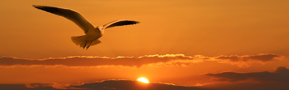 Bird wing cloud sky