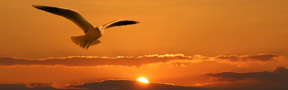 Bird wing cloud sky Photo