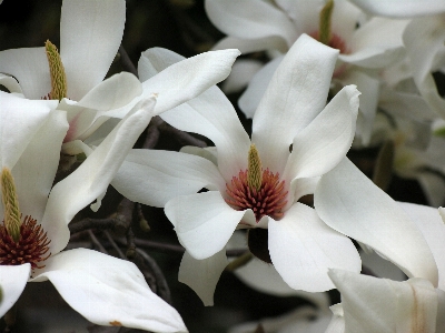 Nature blossom plant wood Photo