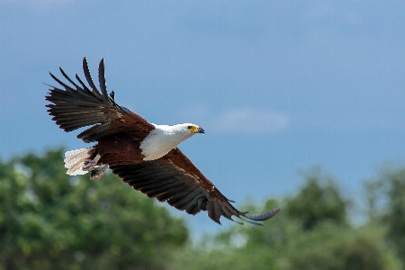 Foto Pássaro asa ar animal