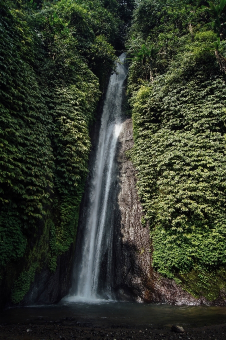 風景 水 自然 森