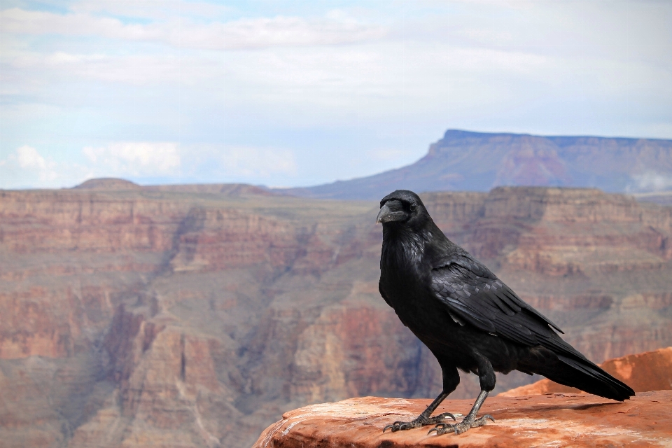 Vogel tier tierwelt grand canyon
