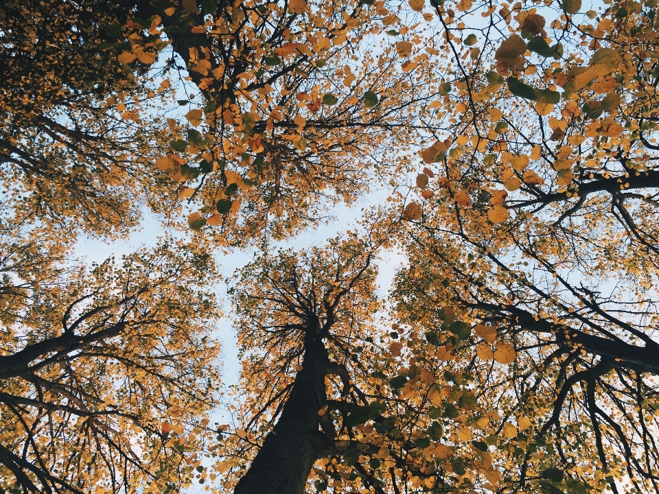 Baum natur wald zweig