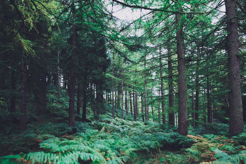 Paesaggio albero natura foresta