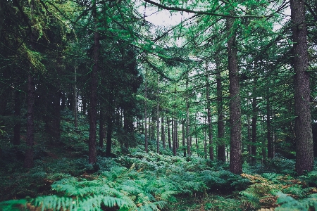 Landscape tree nature forest Photo