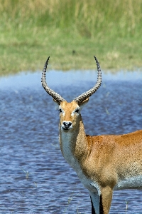 Foto Satwa margasatwa klakson afrika