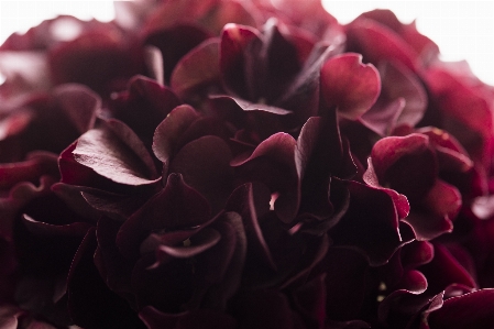 黒と白
 植物 写真撮影 葉 写真