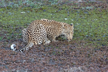 Foto Animal fauna silvestre mamífero depredador