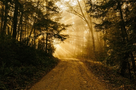 Landscape tree nature forest Photo