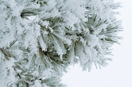 Foto Albero ramo nevicare inverno