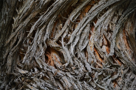 Foto Albero natura foresta all'aperto