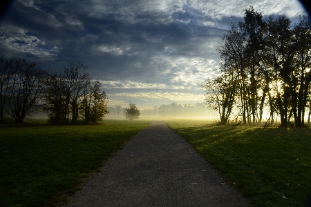 Landscape tree nature forest Photo