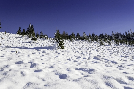 Landscape tree nature forest Photo