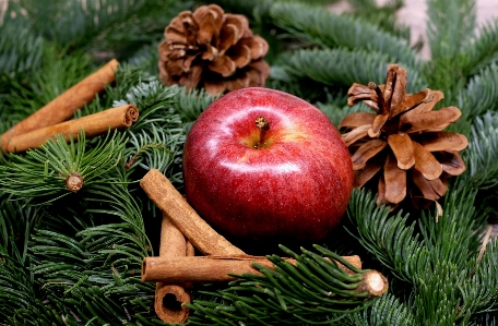 Foto Apple albero ramo pianta