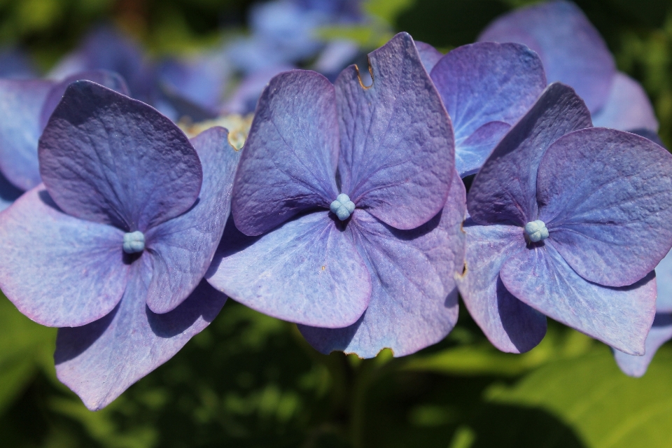 Fiore pianta viola petalo