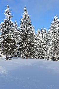 Landscape tree nature forest Photo