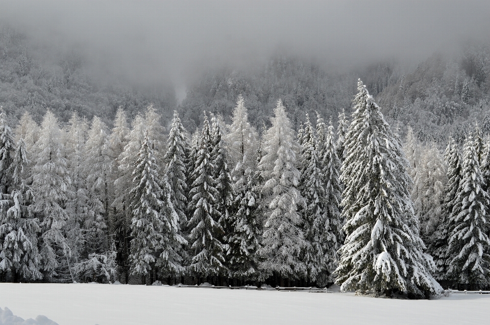 Landscape tree nature forest