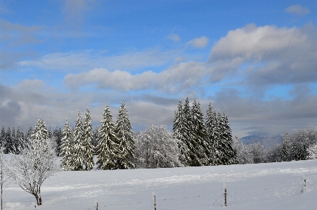 Landscape tree nature forest Photo