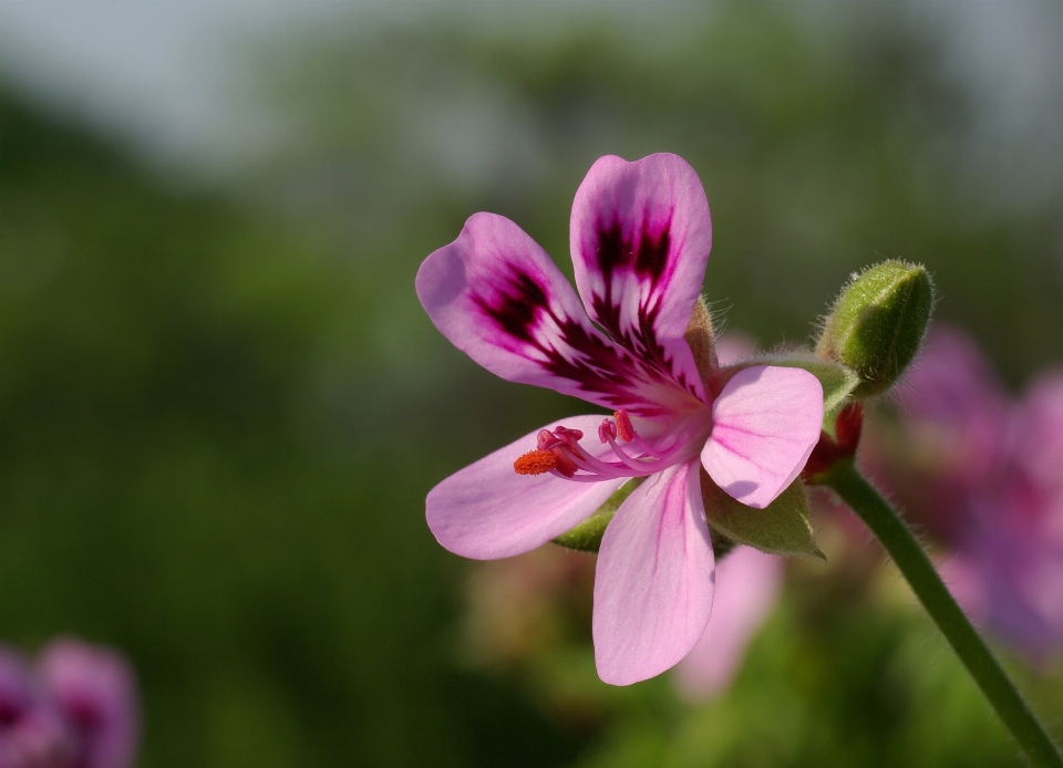 Natura fiore pianta fotografia