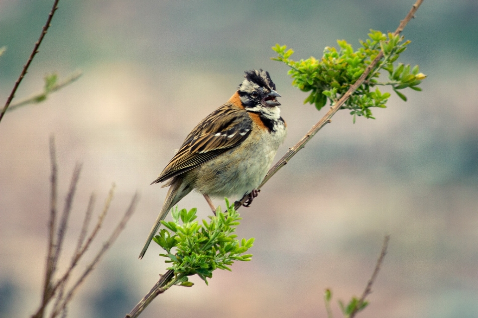 Alam cabang burung bunga