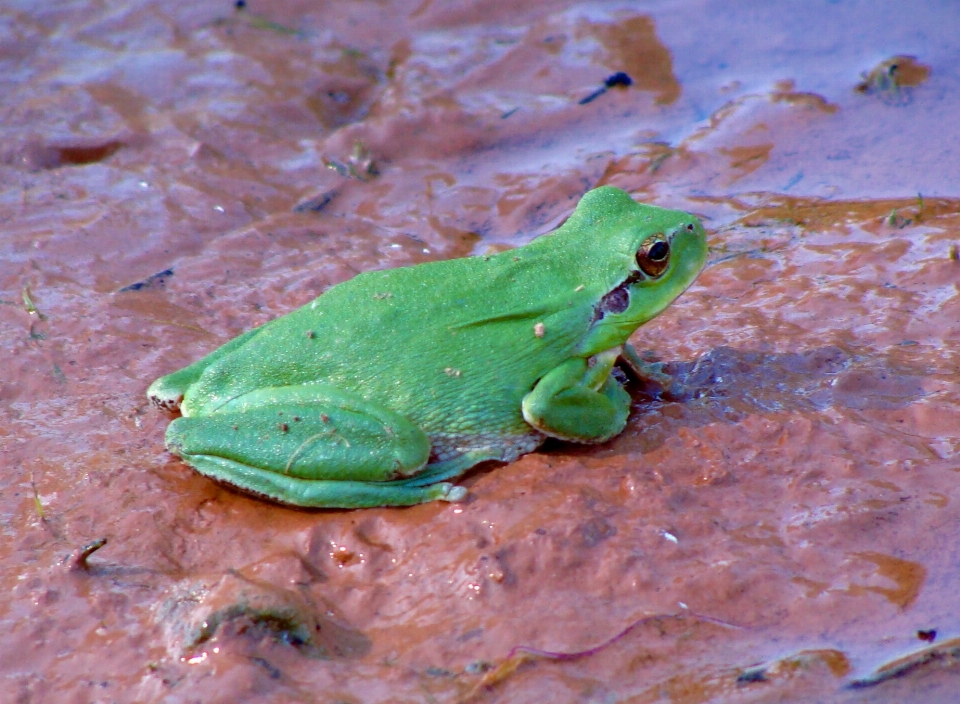 野生動物 緑 生物学 蛙