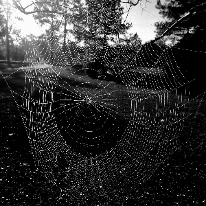 Foto Ala bianco e nero
 insetto halloween