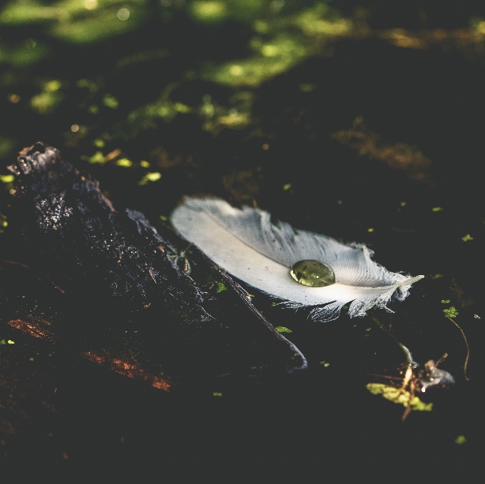 Naturaleza pájaro blanco textura