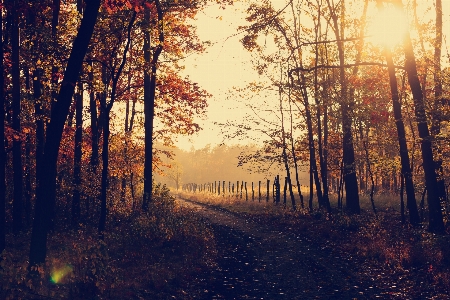 Tree nature forest path Photo