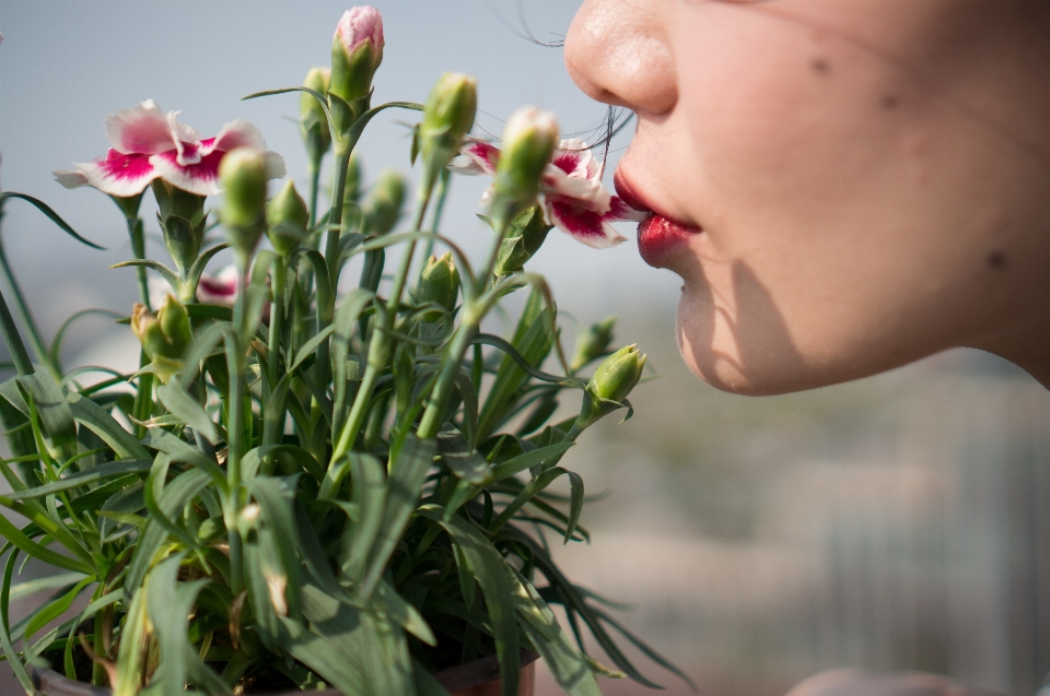 Pianta fiore femmina flora