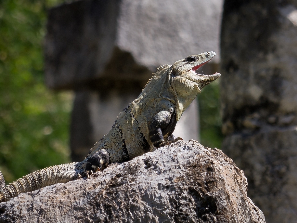 Rock dzikiej przyrody dziki tropikalny