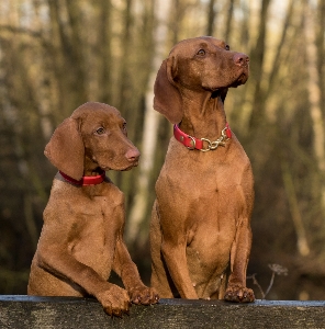 Foto Anjing mamalia menutup weimaraner
