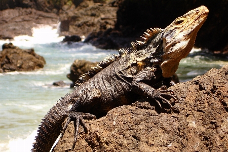 Beach sand rock wildlife Photo