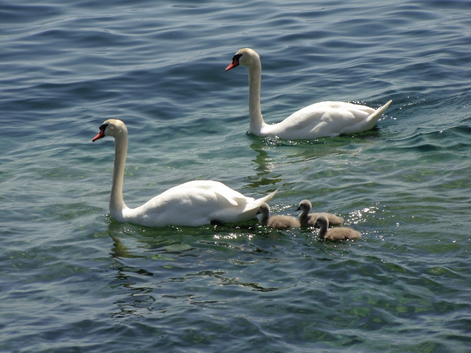 Wasser vogel see schnabel