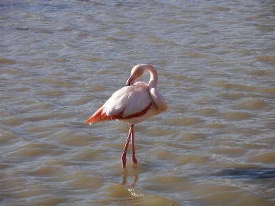 Bird wing pelican seabird Photo