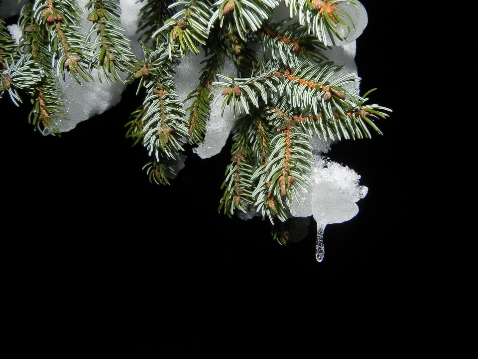 Baum zweig schnee kalt