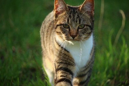 Foto Rumput margasatwa peliharaan anak kucing