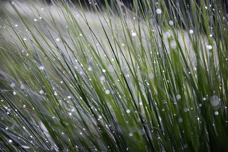 Nature grass branch dew Photo