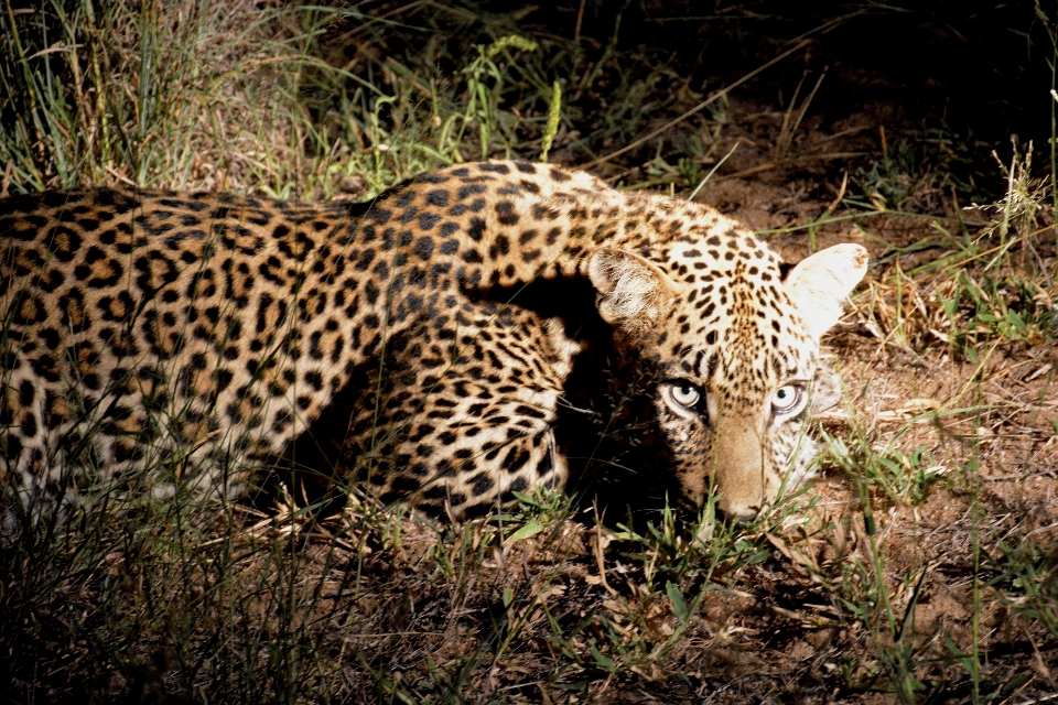 Faune afrique mammifère fauna