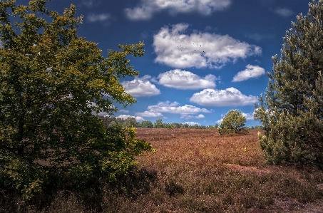 Landscape tree nature forest Photo