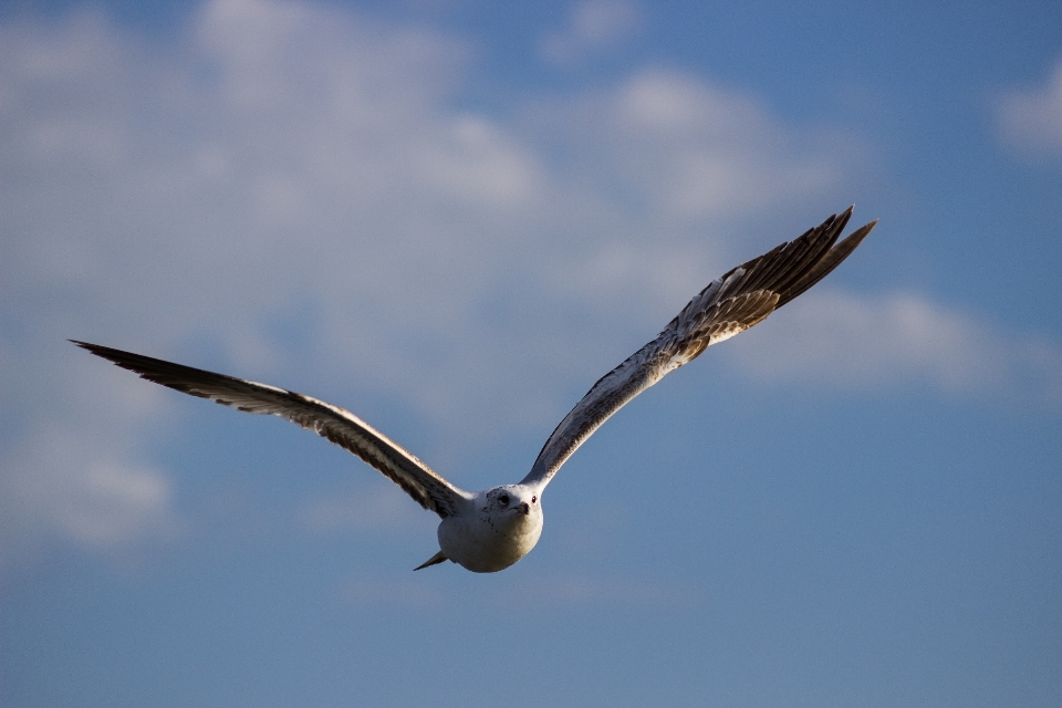 Nature bird wing sky