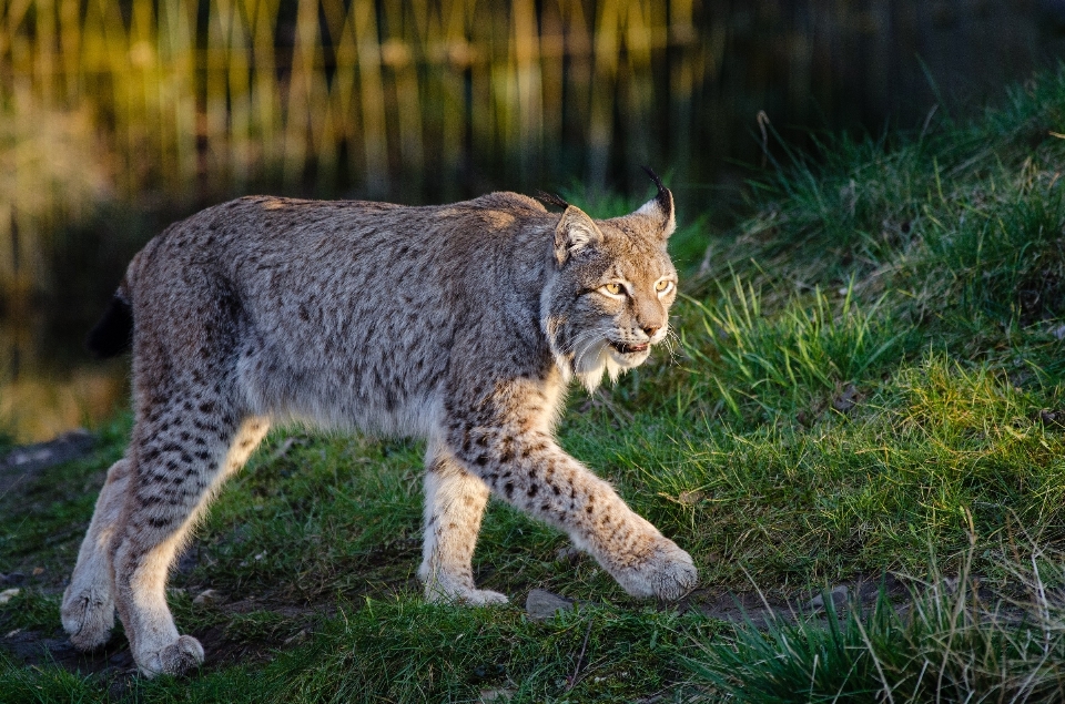 Nature marche en regardant faune