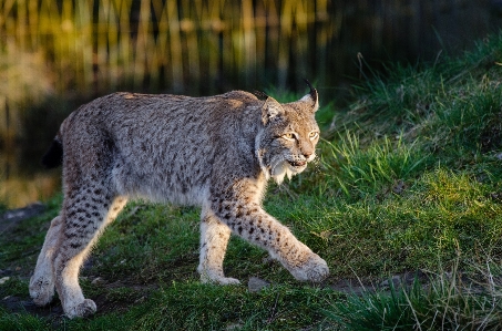 Nature walking looking wildlife Photo