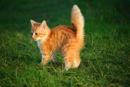 Foto Grama gatinho gato mamífero