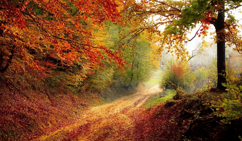 Landscape tree nature forest